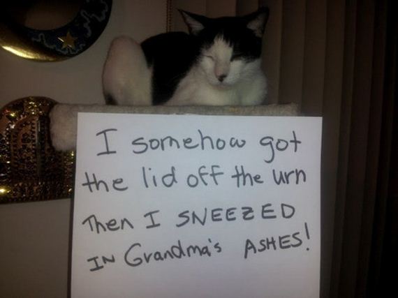 cat-shaming