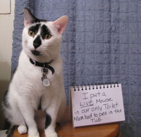 cat-shaming