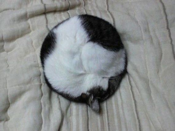 cat-shape