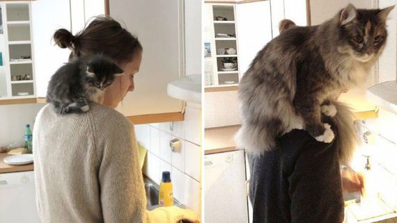 cats-who-grew-up-so-fast