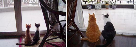 cats-who-grew-up-so-fast
