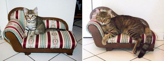 cats-who-grew-up-so-fast