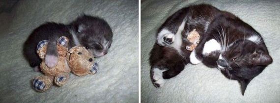 cats-who-grew-up-so-fast