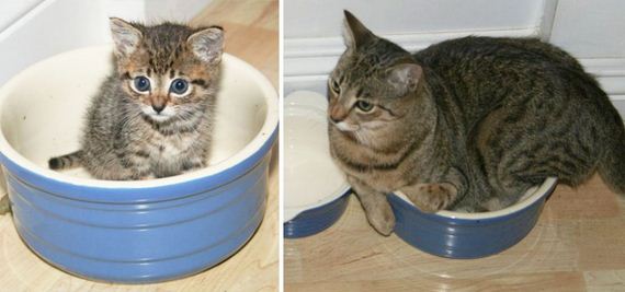 cats-who-grew-up-so-fast