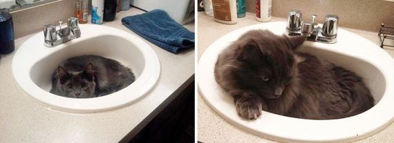 cats-who-grew-up-so-fast