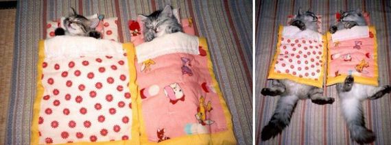 cats-who-grew-up-so-fast