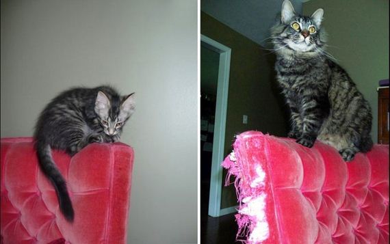 cats-who-grew-up-so-fast