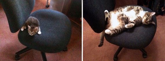 cats-who-grew-up-so-fast