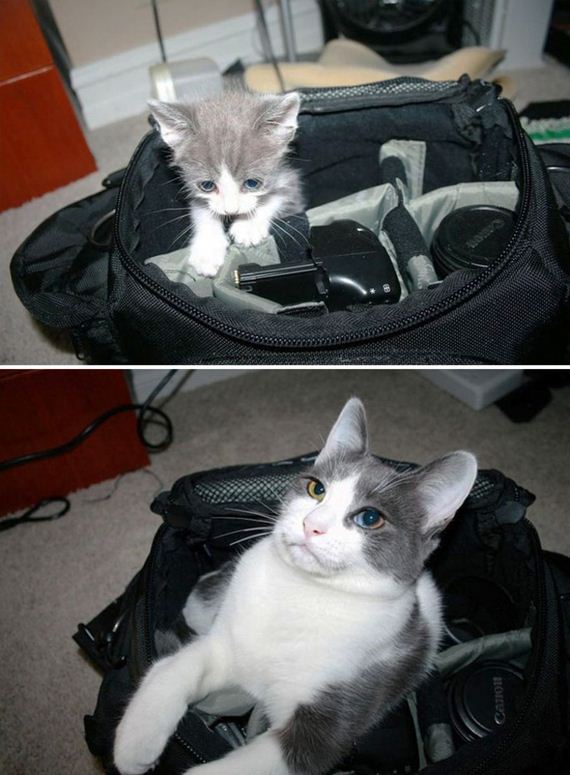 cats-who-grew-up-so-fast