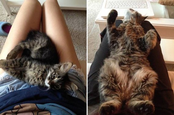 cats-who-grew-up-so-fast
