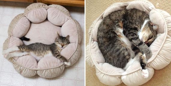 cats-who-grew-up-so-fast