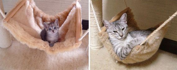cats-who-grew-up-so-fast