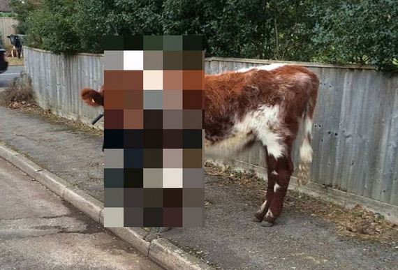 cow_got_bike