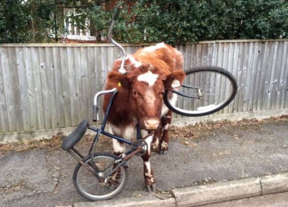 cow_got_bike