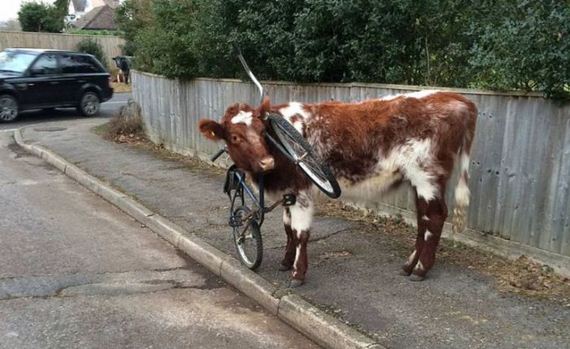 cow_got_bike