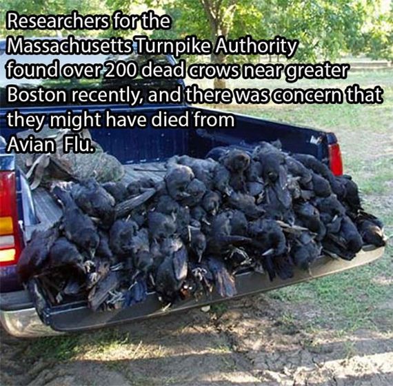 dead-crows