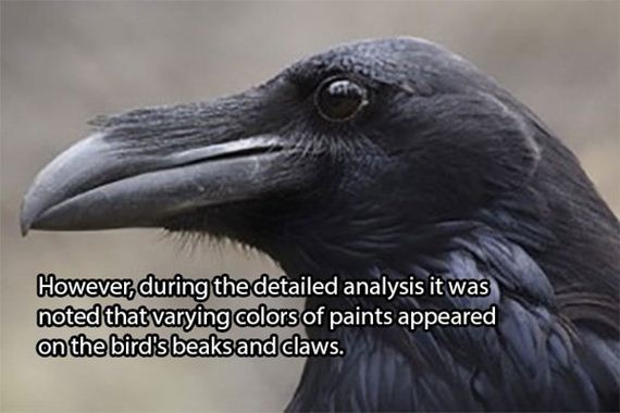 dead-crows