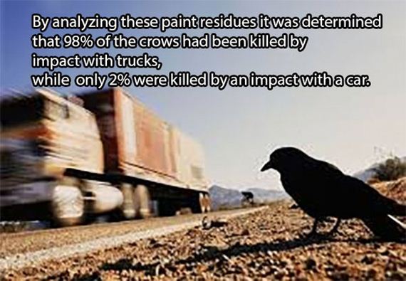 dead-crows