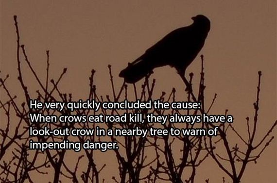 dead-crows