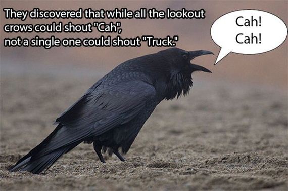 dead-crows