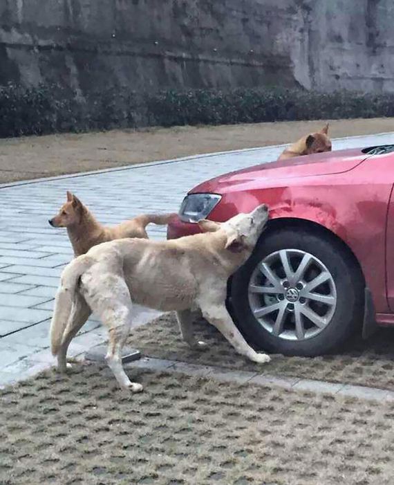 dog-driver-revenge