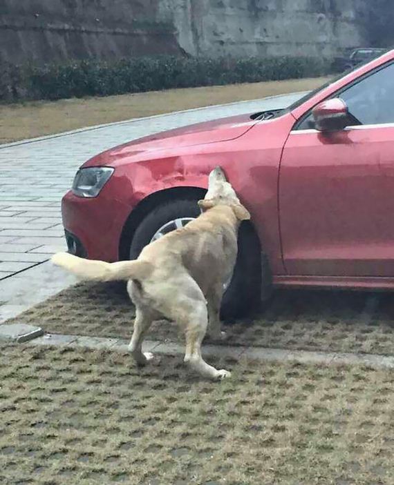 dog-driver-revenge
