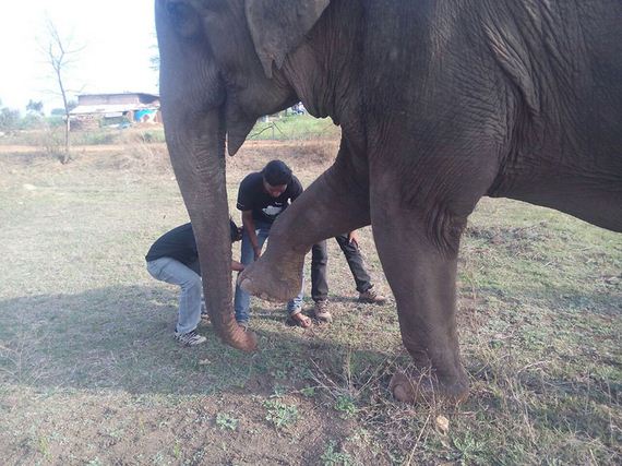 elephant-rescue