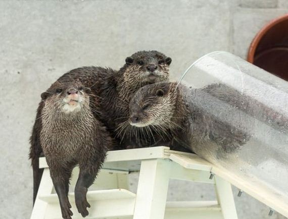 exhibit-japan-otter