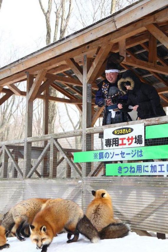 fox-japan-village