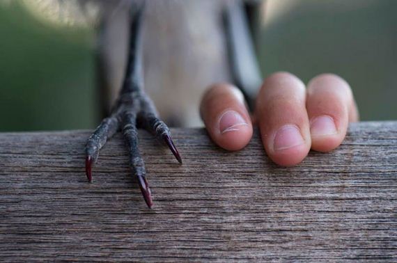 friend-magpie