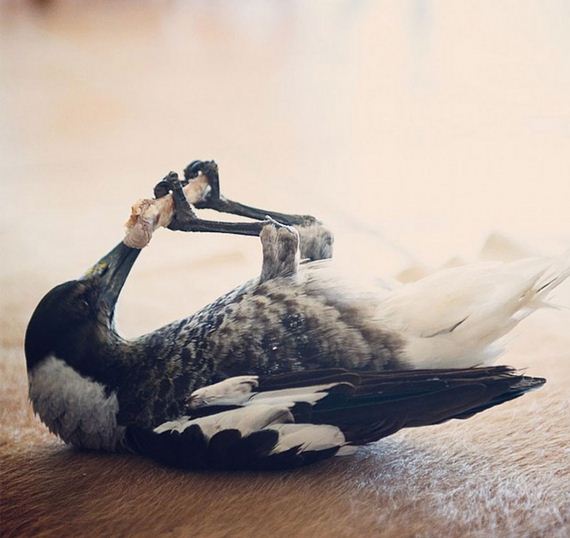 friend-magpie