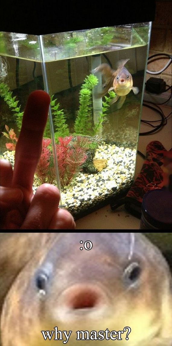 funny-pictures-826
