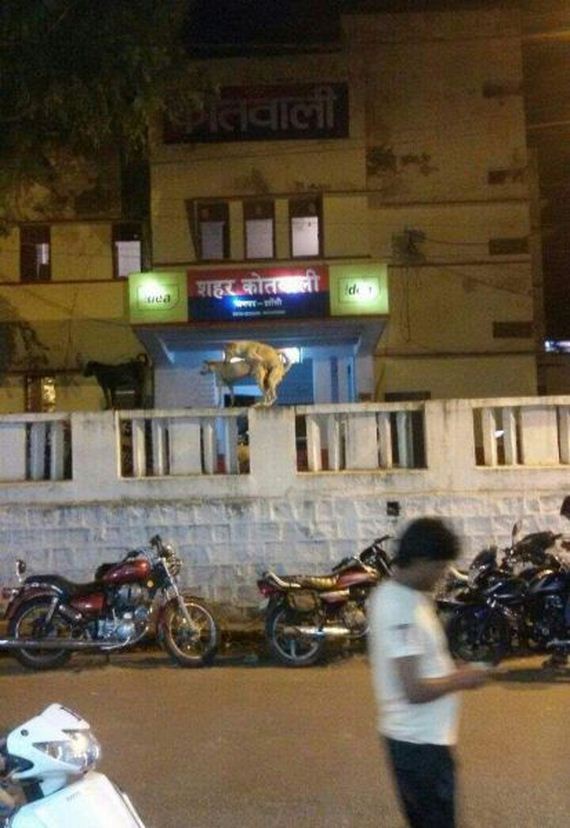 funny-pictures-830