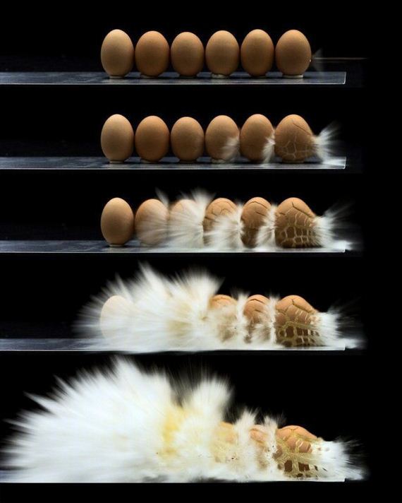 funny-pictures-830