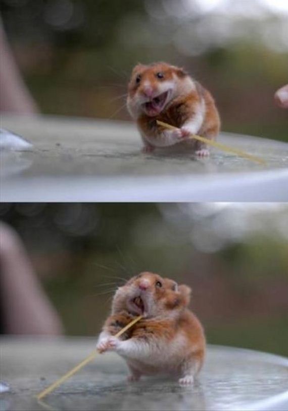 funny-pictures-833