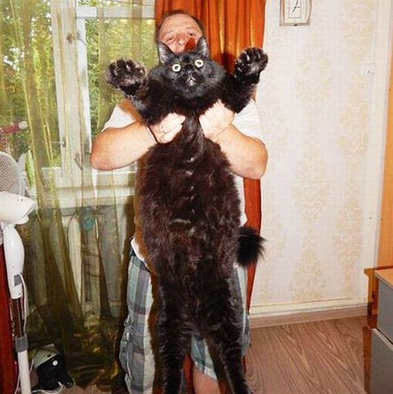 funny-pictures-833