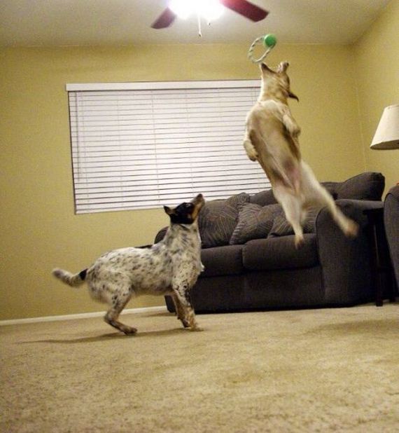 funny-pictures-834