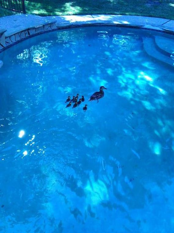 funny-pictures-835