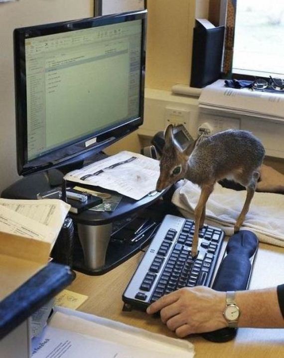 funny-pictures-844