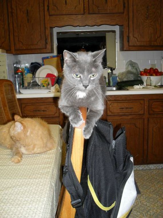 funny-pictures-847