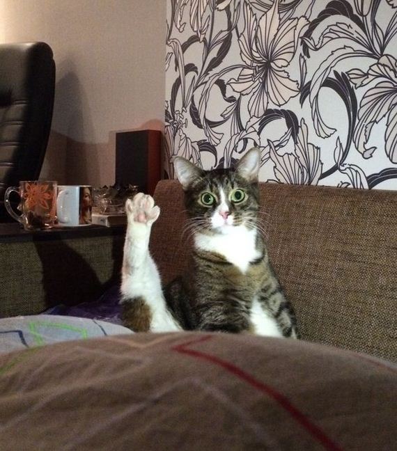funny-pictures-848