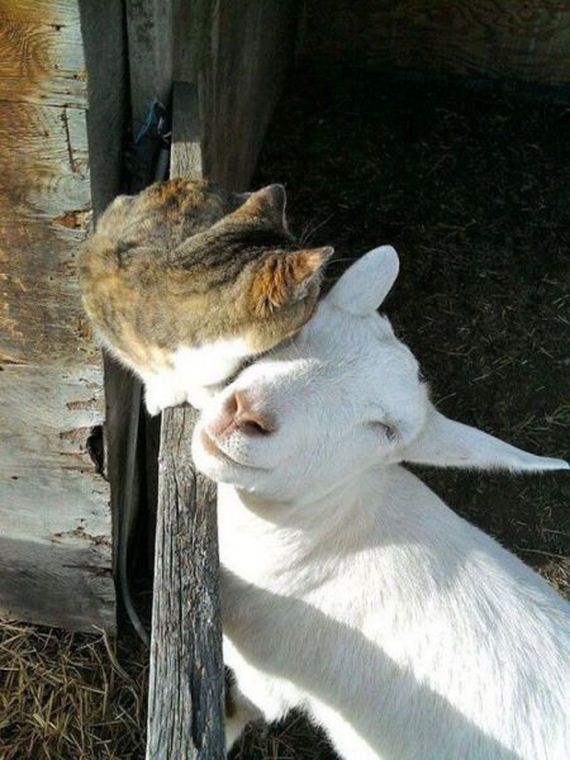 funny-pictures-853