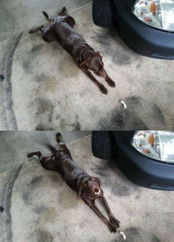 funny-pictures-854