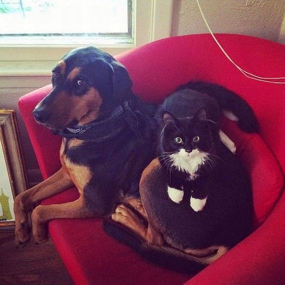 funny-pictures-856