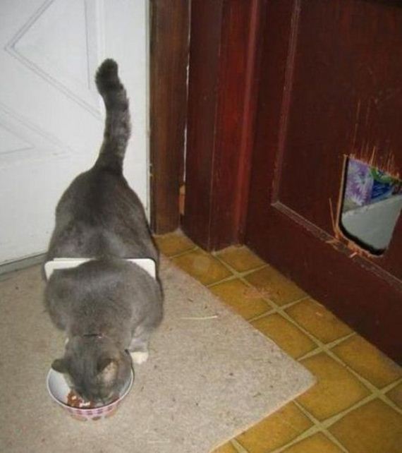 funny-pictures-856