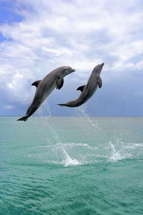 funny-pictures-857