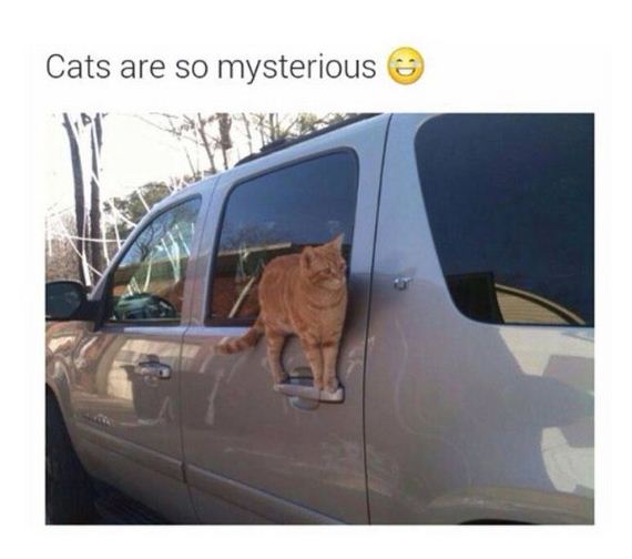 funny-pictures-858