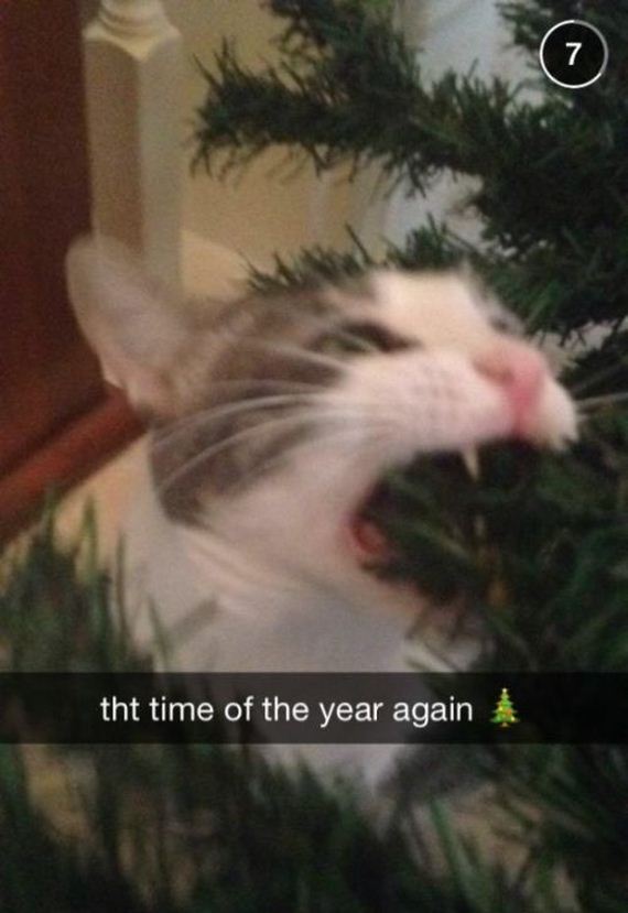 funny-pictures-858