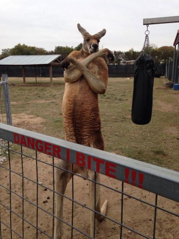 funny-pictures-858