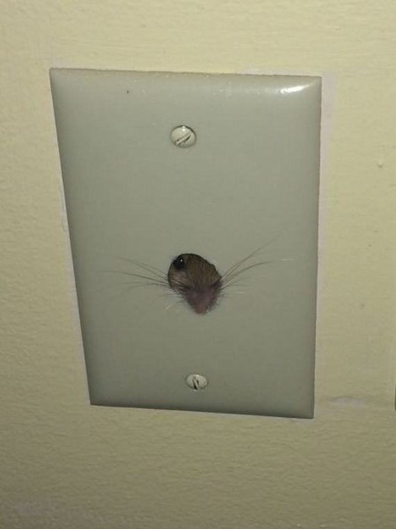 funny-pictures-859